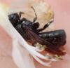 Ceratina sp.